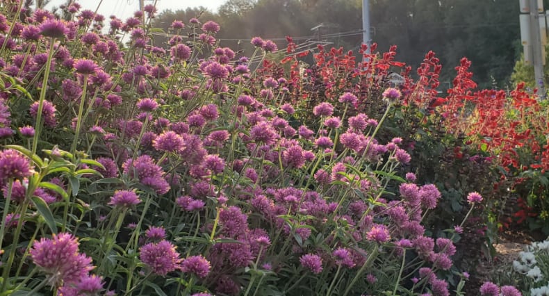 gomphrena truffala pink