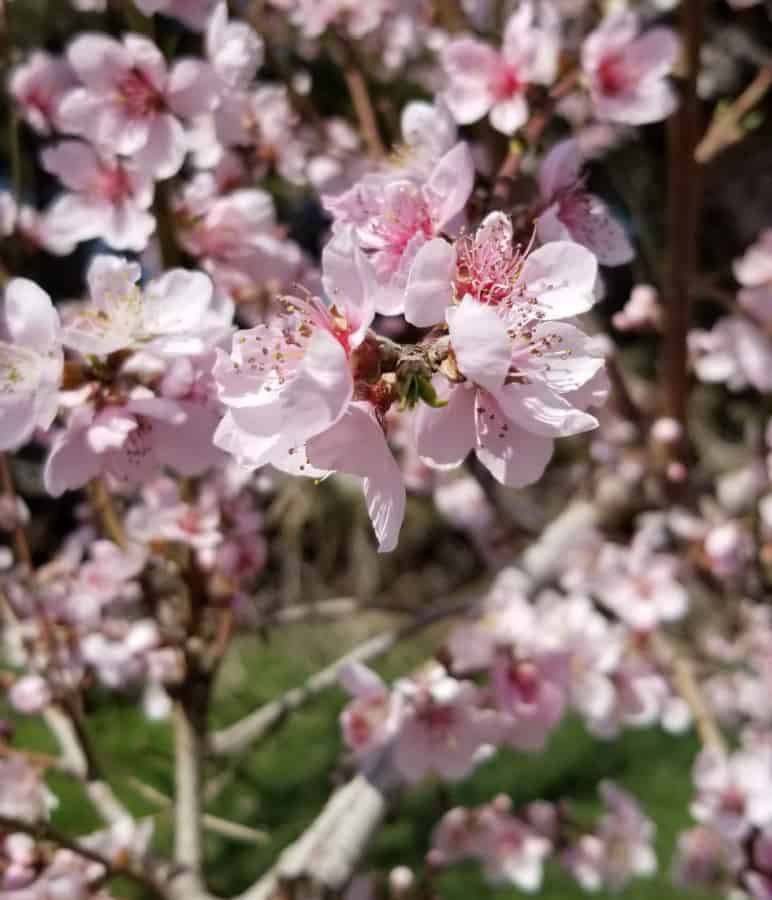 peach flowers