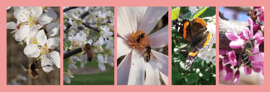 april pollinators on trees