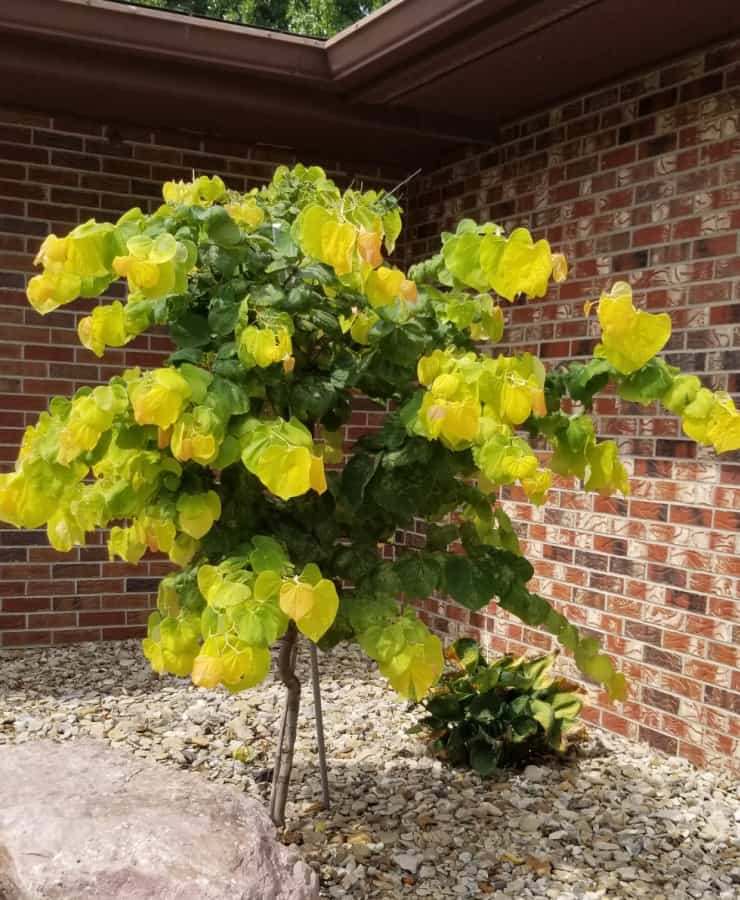 Redbud 'The Rising Sun'