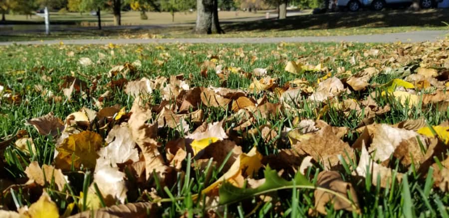 leaves on the lawn at spring cleanup