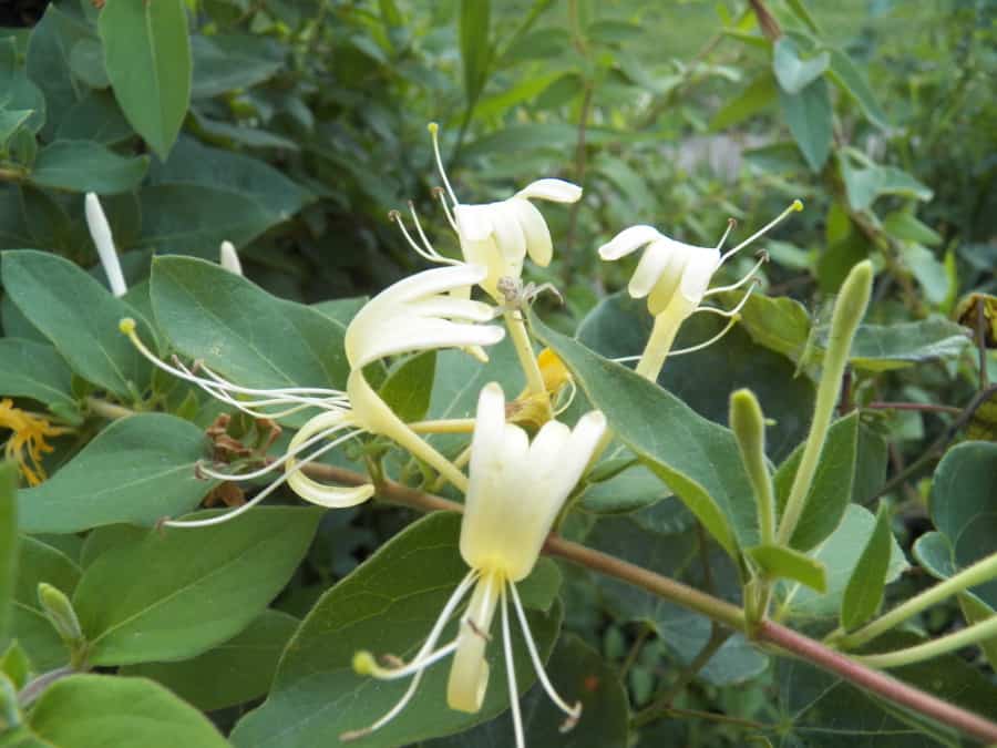 Japanese honeysuckle