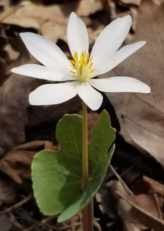 bloodroot