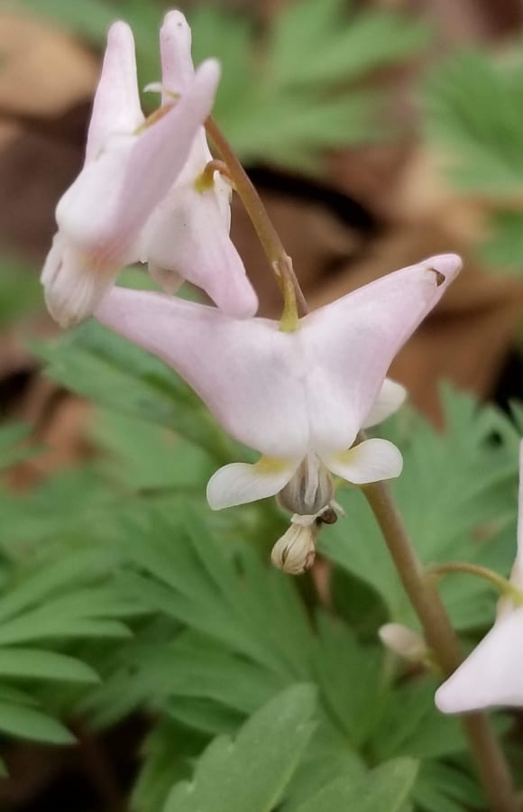 Dutchman's breeches