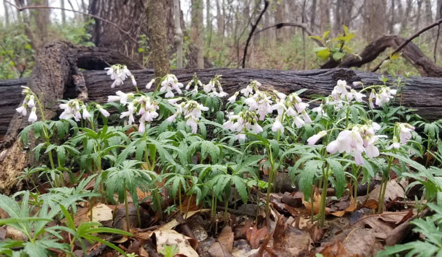 cutleaf toothwort spring ephemeral