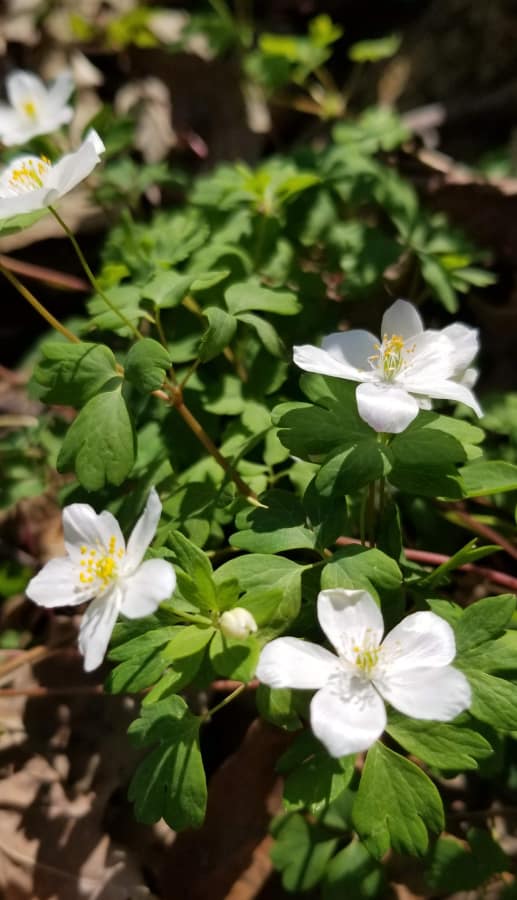 false rue anemone