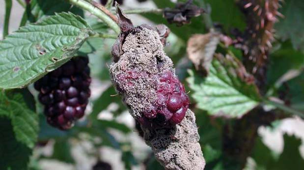 botrytis fruit rot