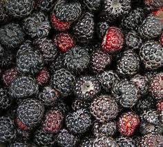 black raspberries