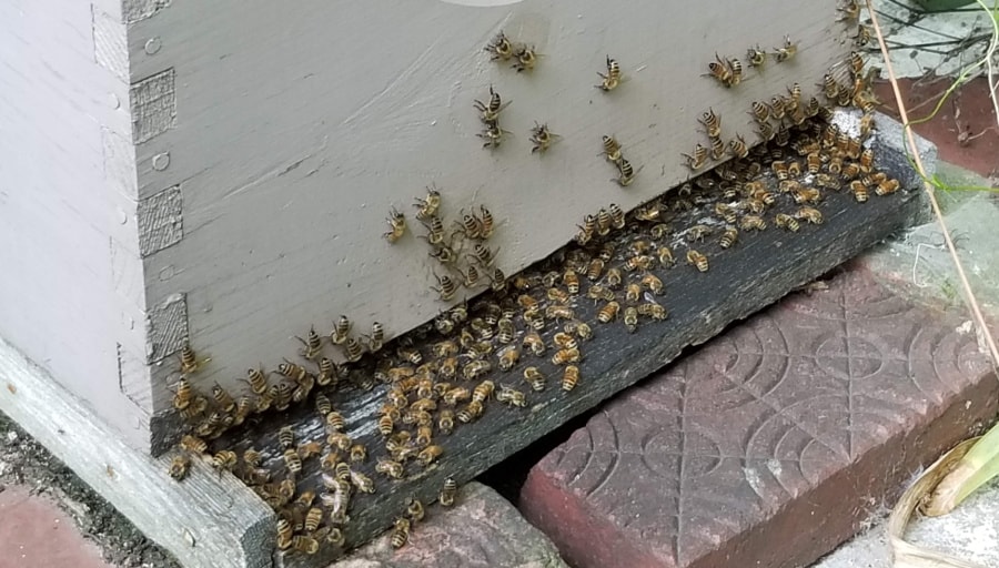 Honeybees