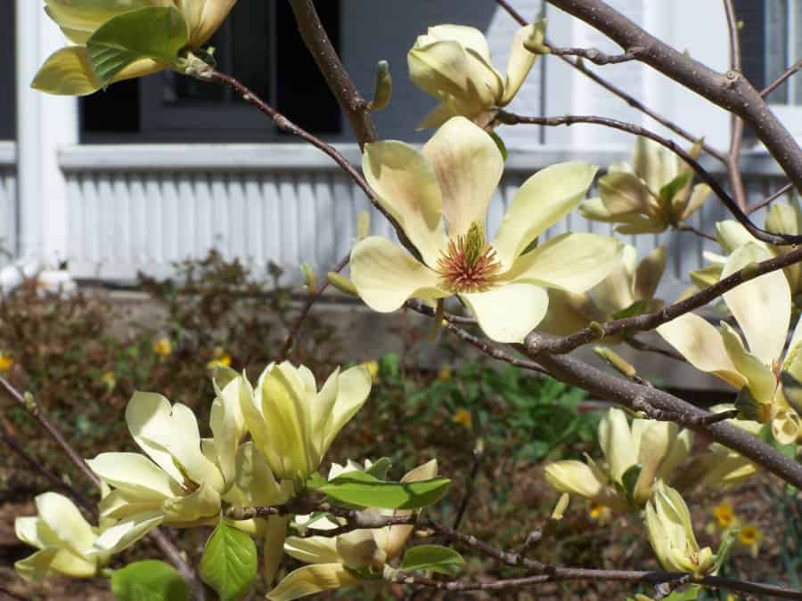 Butterflies magnolia