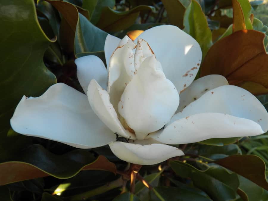 Southern Magnolia blossom