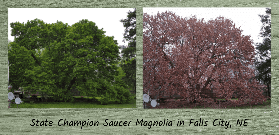 Nebraska state champion saucer magnolia