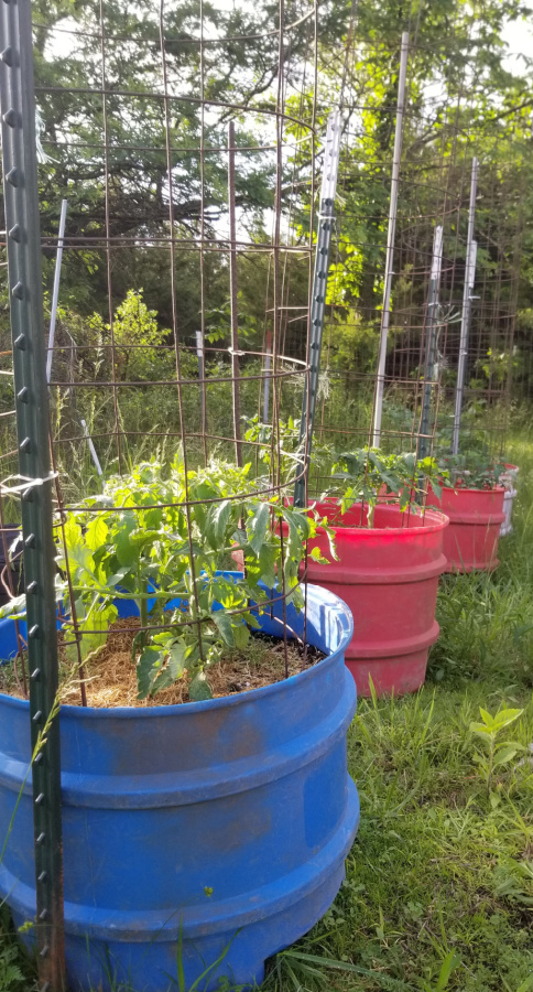 growing tomatoes in mineral tubs