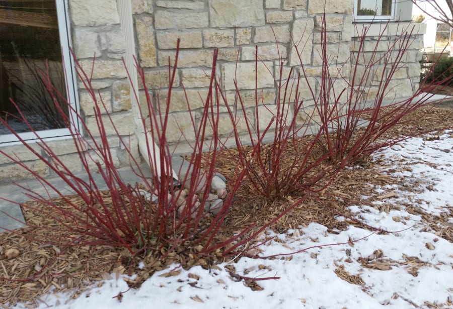 red twig dogwood