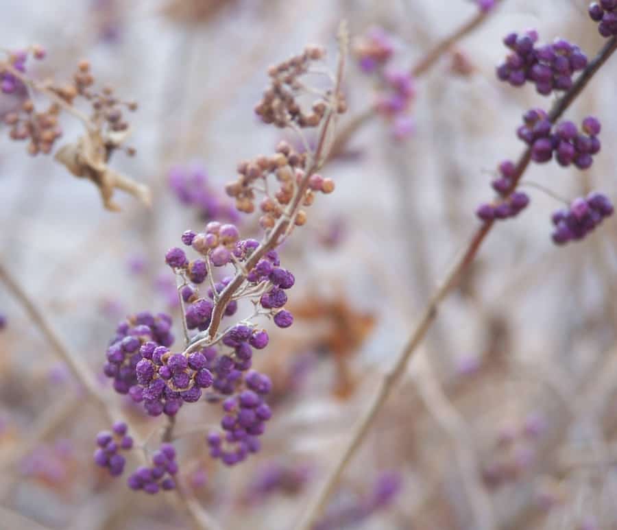 beautyberry winter interest