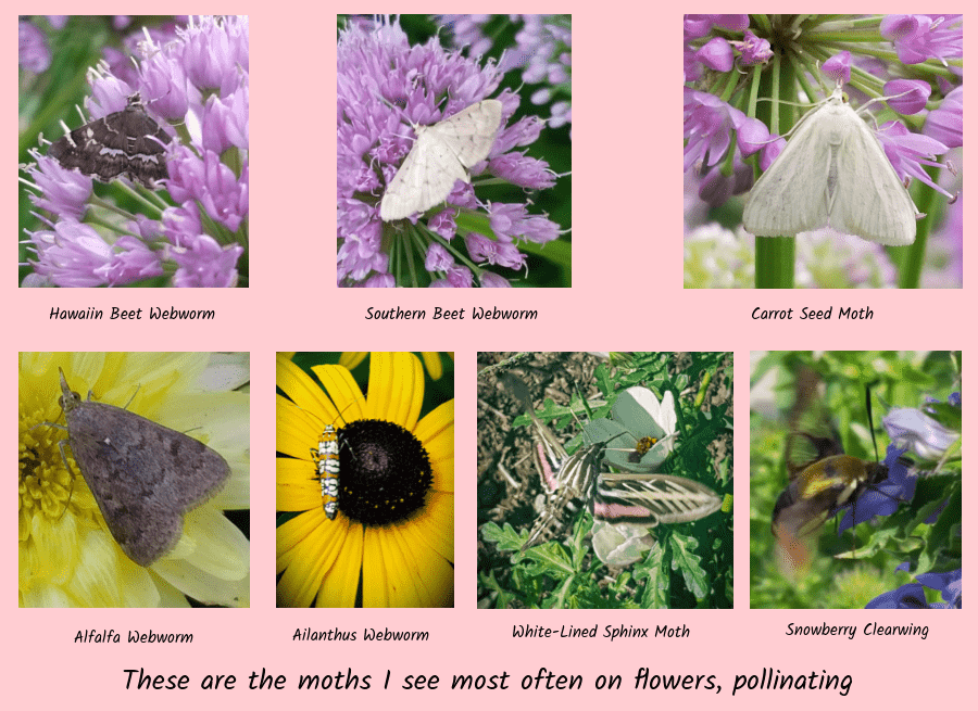 moths as pollinators