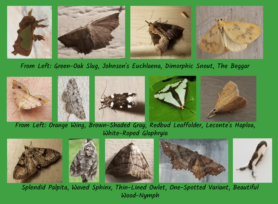 moths feeding on trees and shrubs