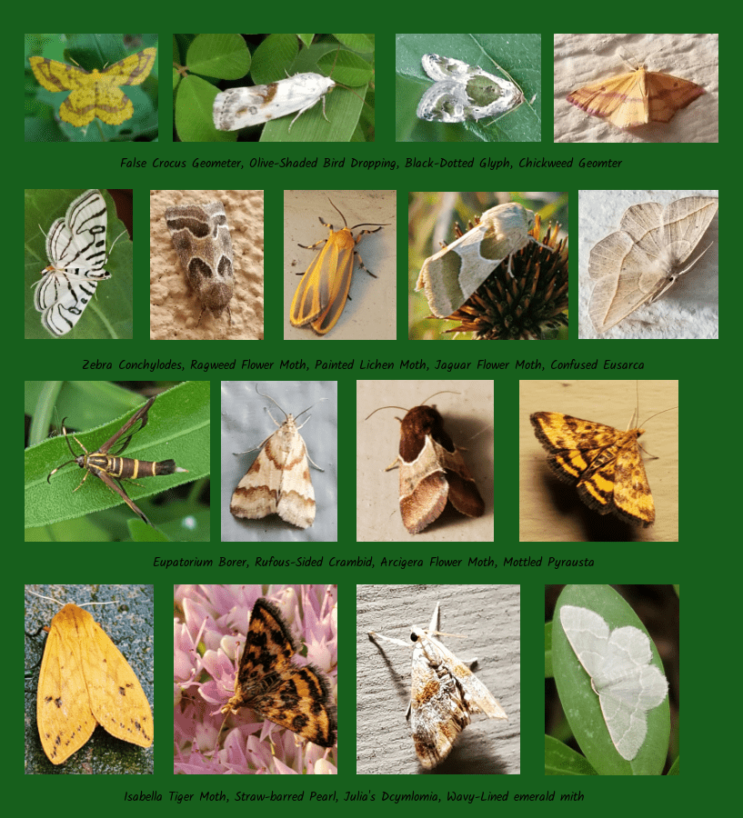 moths that feed on perennials and annuals
