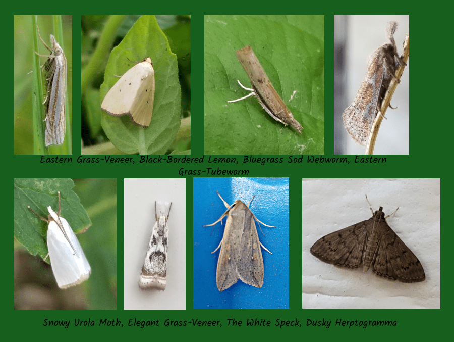 grass feeding moths