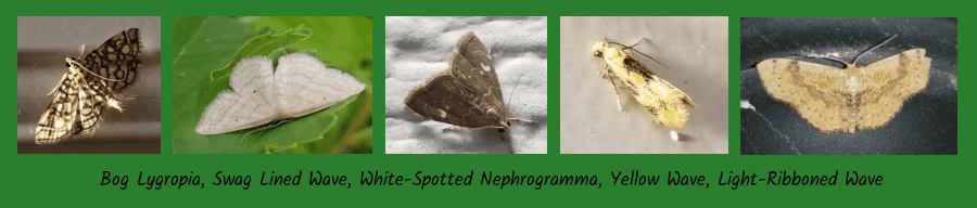 moths that have unknown host plants