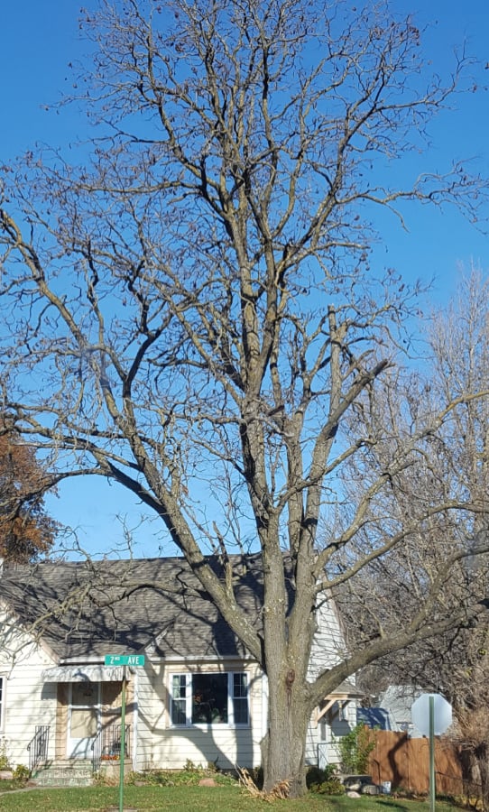 Kentucky coffeetree is a large shade tree