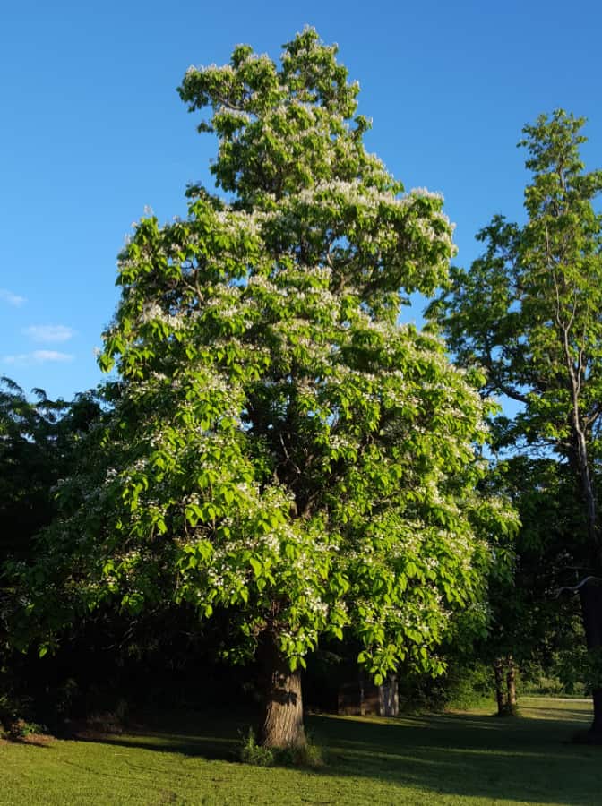 Northern catalpa