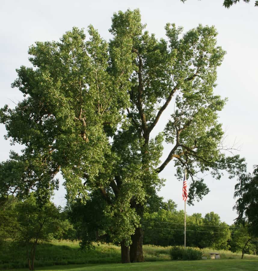 Eastern Cottonwood shade tree
