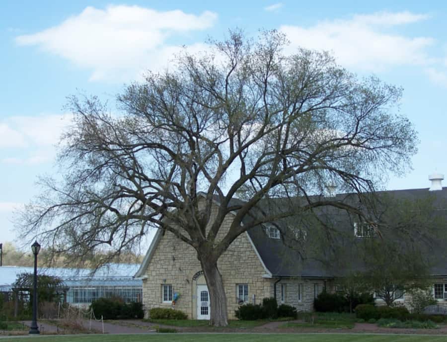 American elm