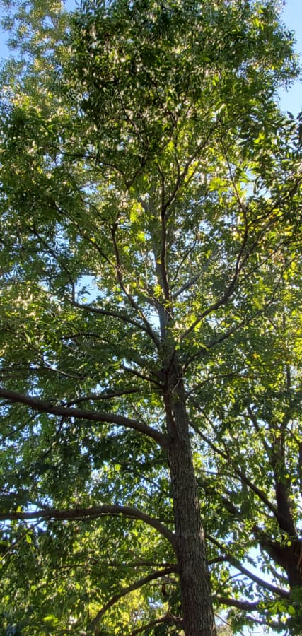 pecan tree