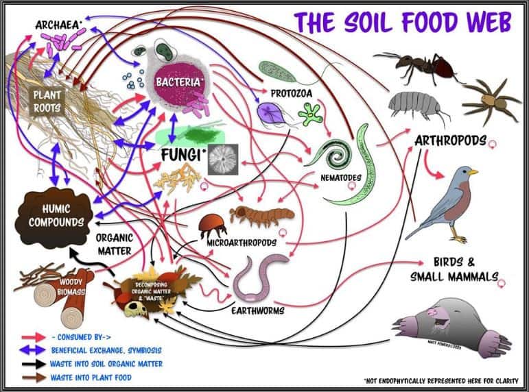 soil food web