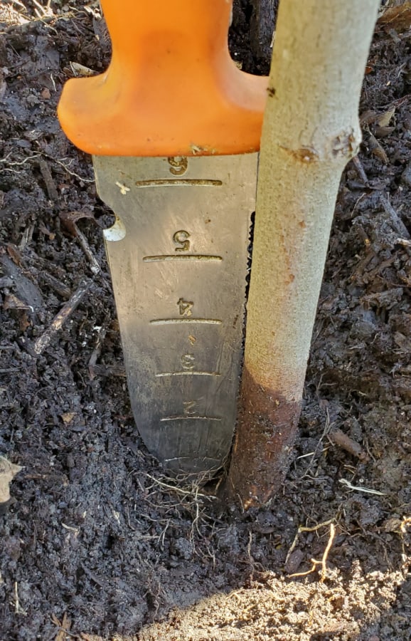 tree panted too deep