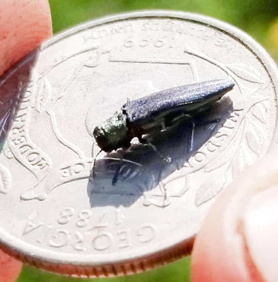 size of emerald ash borer