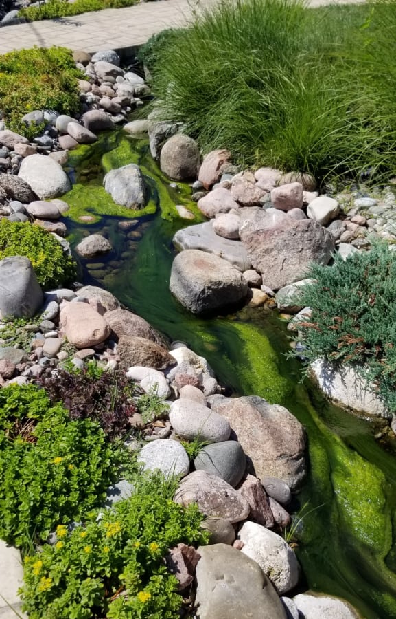 landscape problems - algae