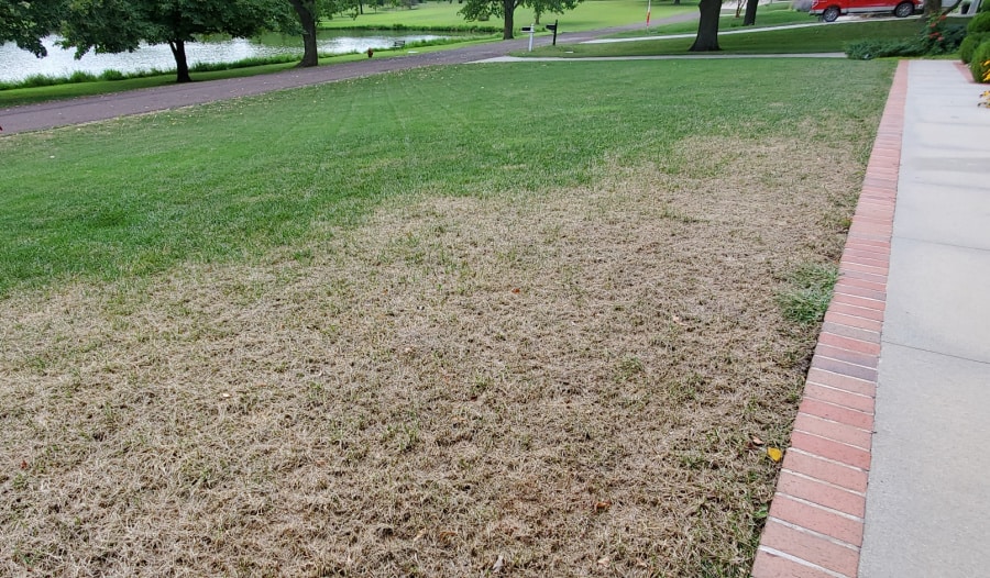 damage from fall armyworms