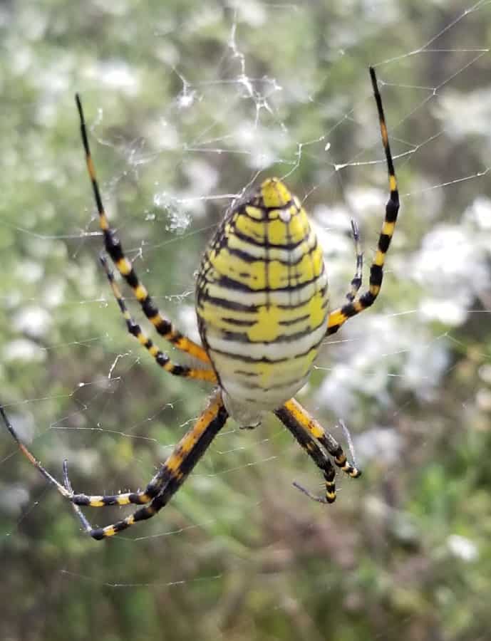 banded garden spider