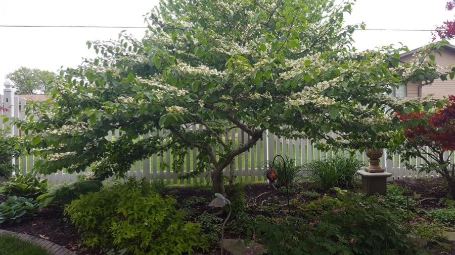 shade loving doublefile viburnum