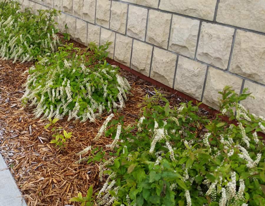 Little Henry Sweetspire