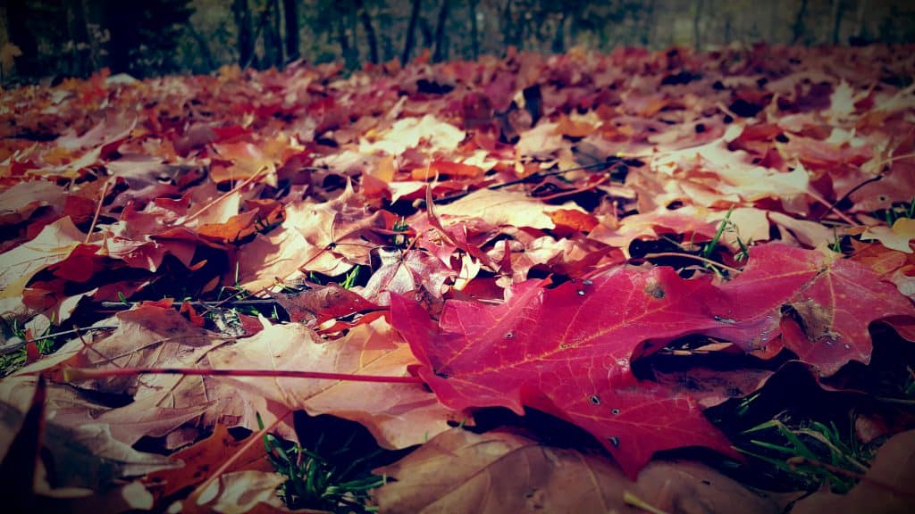 fall leaves on the ground