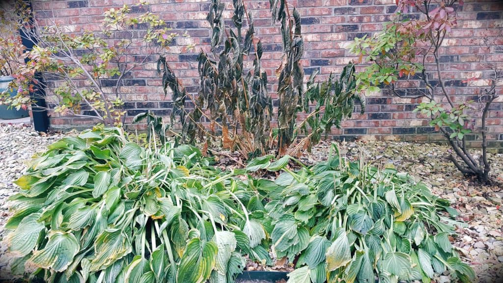 frozen hosta leaves