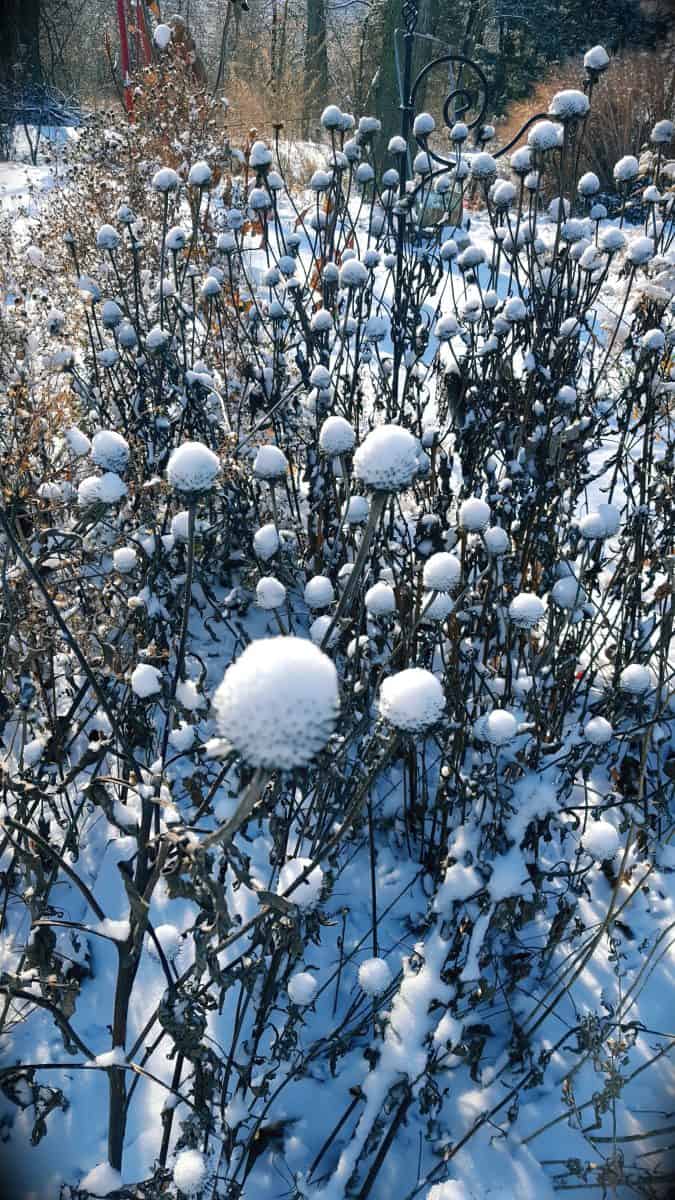 Coneflower seedheads in snow