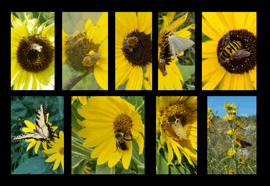 pollinators of sunflowers