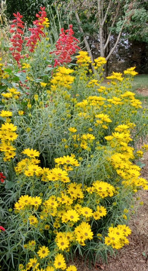 willowleaf sunflower 'Autumn Gold'