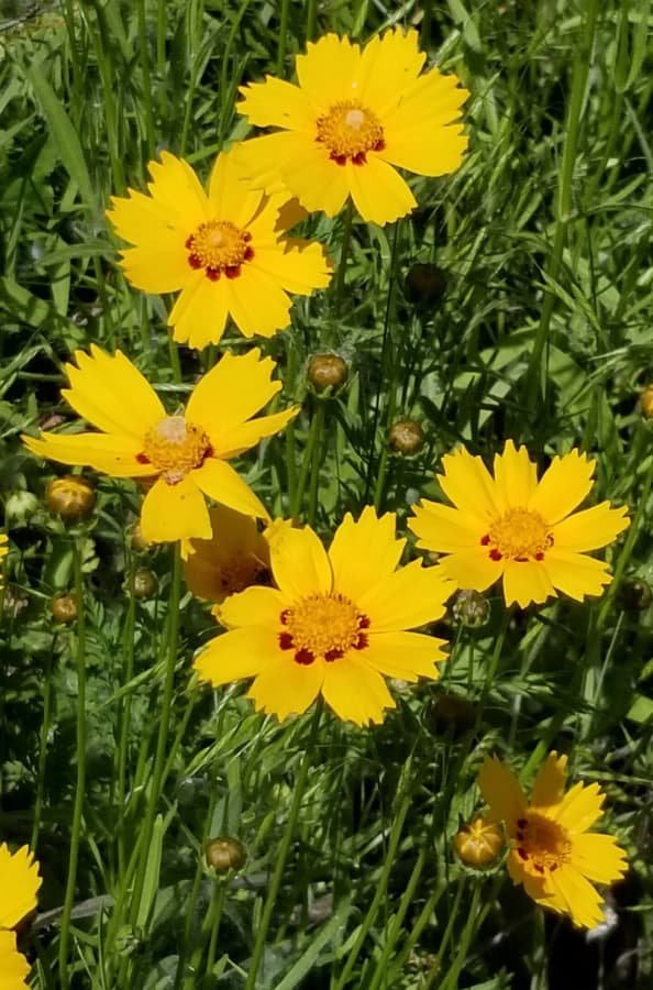 bigflower coreopsis