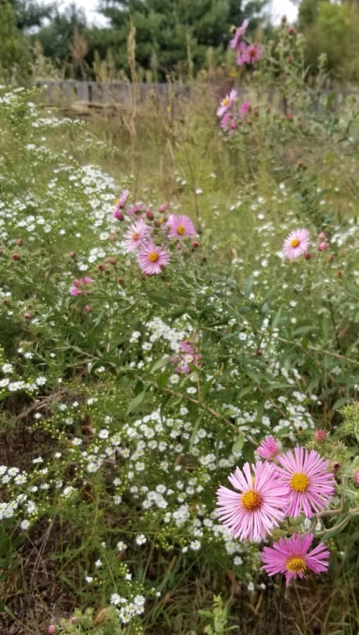 new england aster