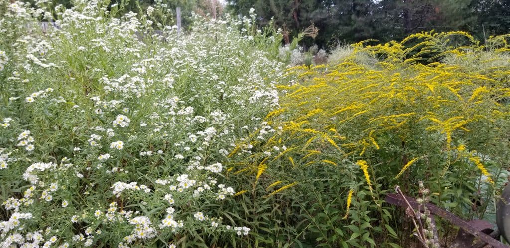 asters and goldenrod