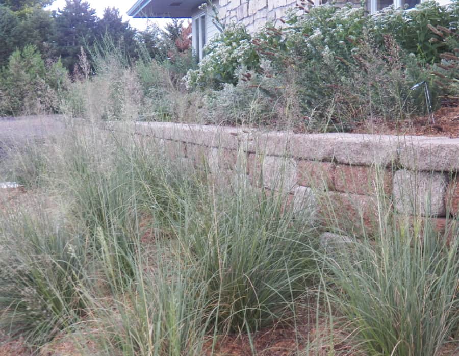 prairie dropseed native grass