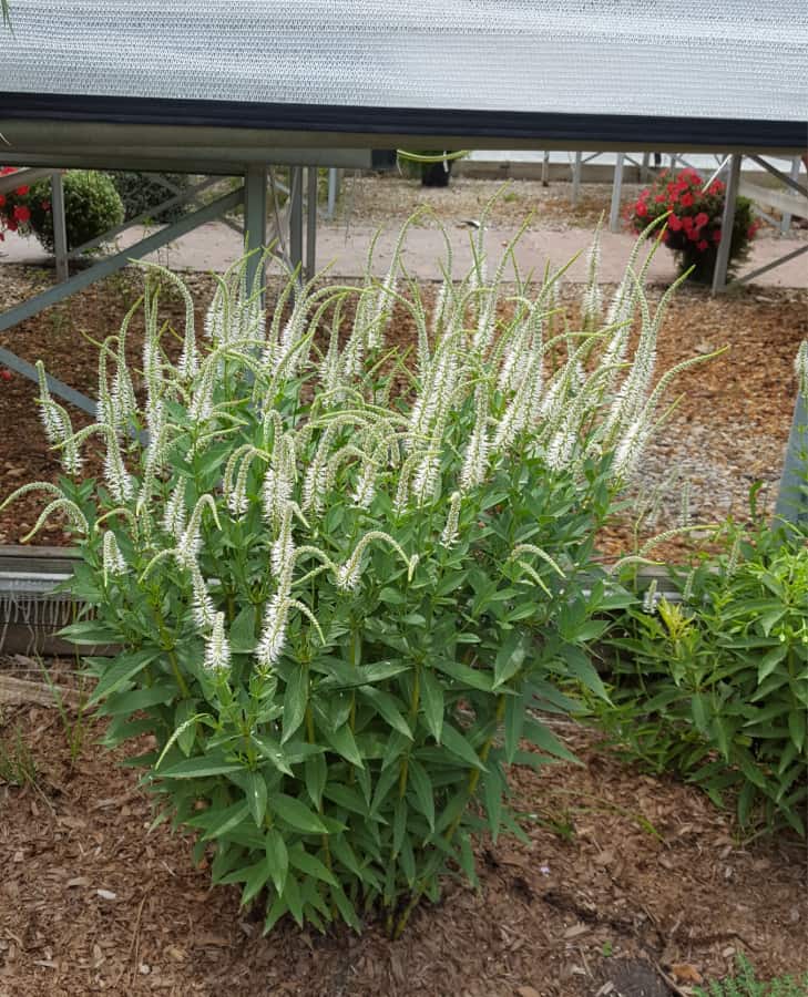 culver's root