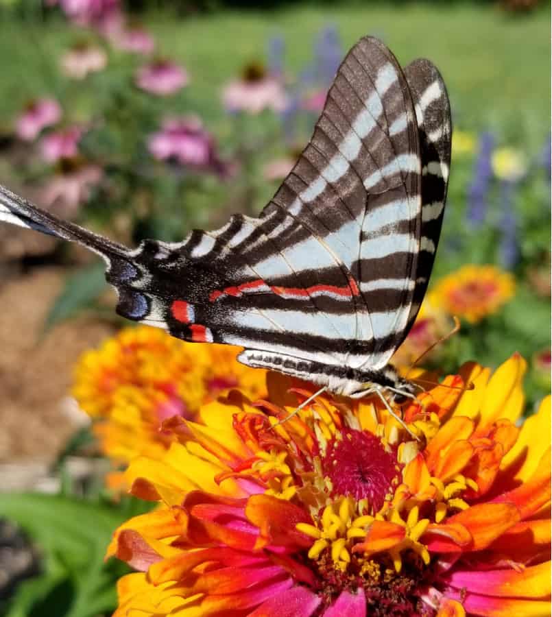 zebra swallowtail butterfly