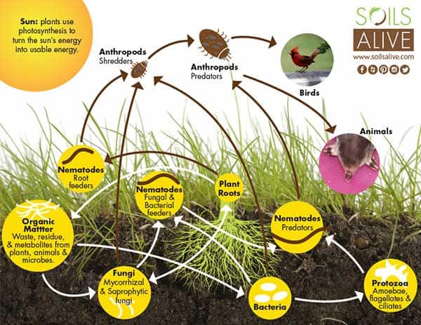 soil food web
