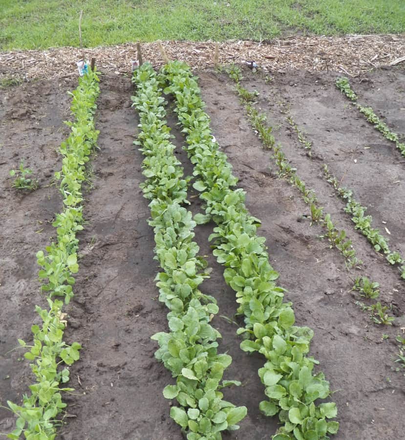 cultivated soil garden